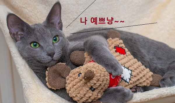 러시안 블루 고양이가 누워있는 사진