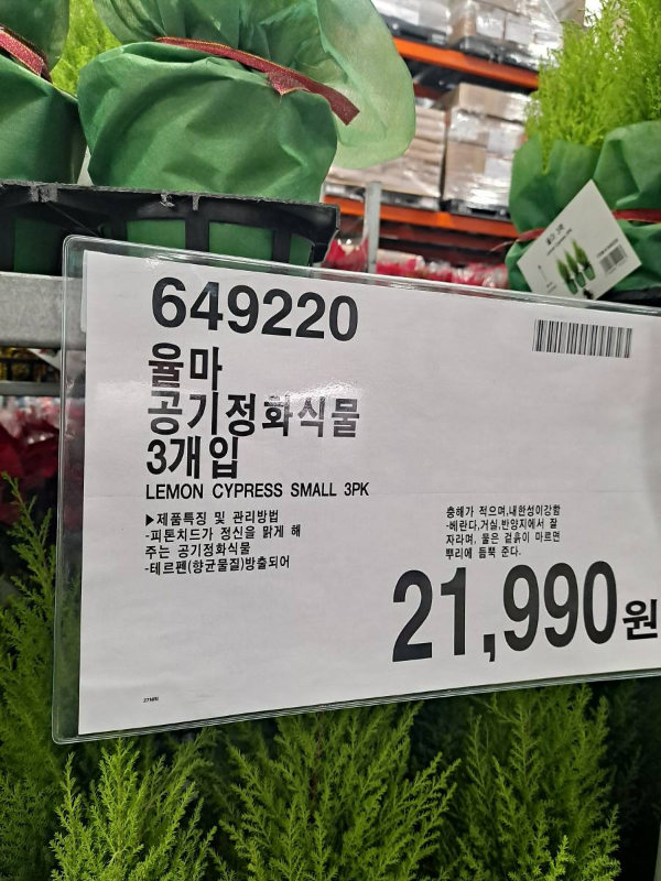 코스트코 율마 가격