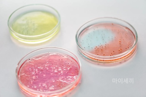 장염 바이러스 세균