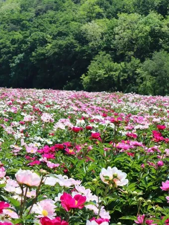 모란꽃과 작약꽃 차이점 구분 비교_7