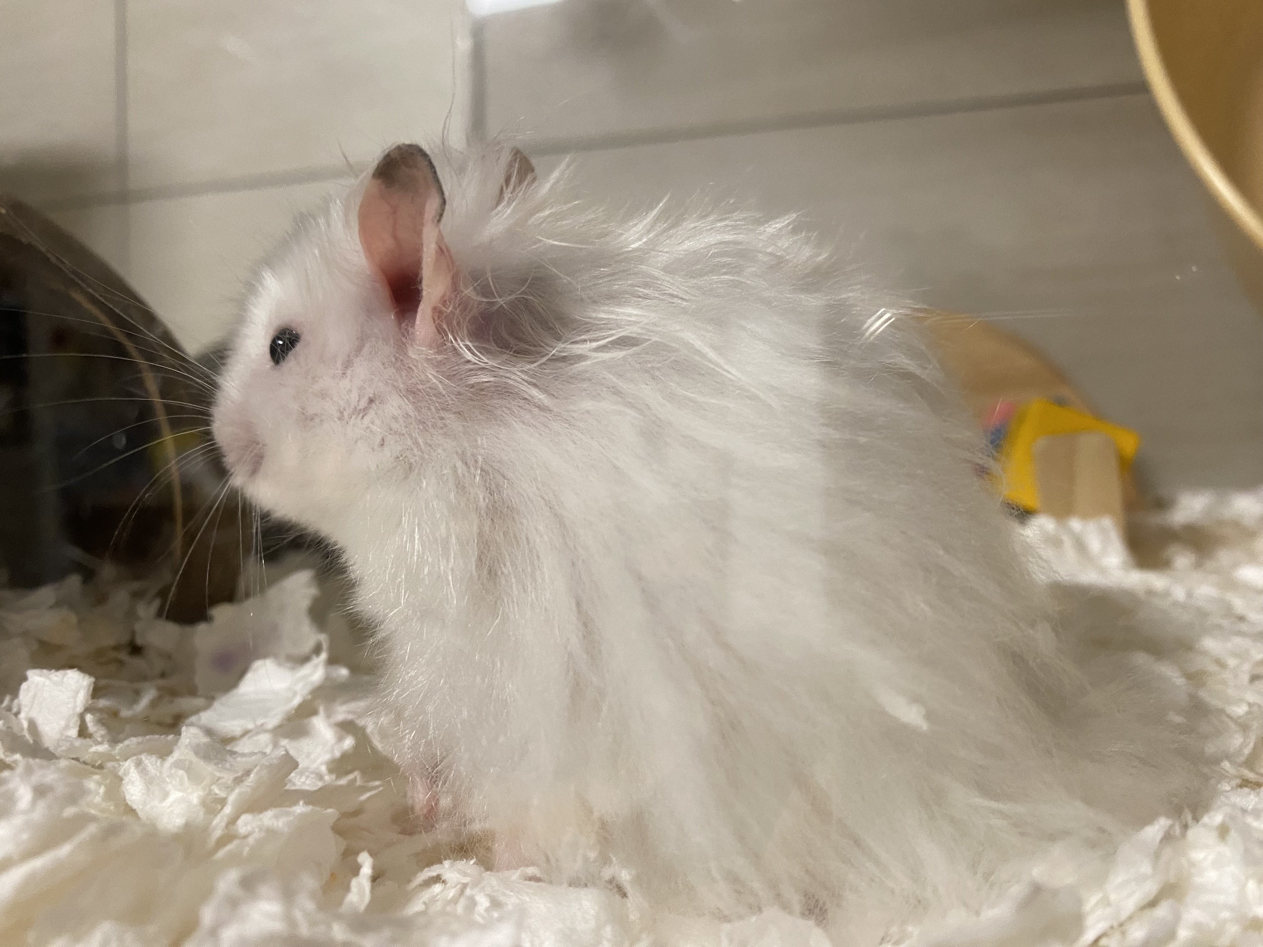 야간에 정돈된 흰둥이의 모습