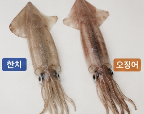 한치와 오징어 차이