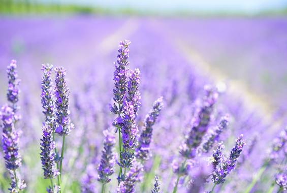 2025 무릉별유천지 라벤더 축제