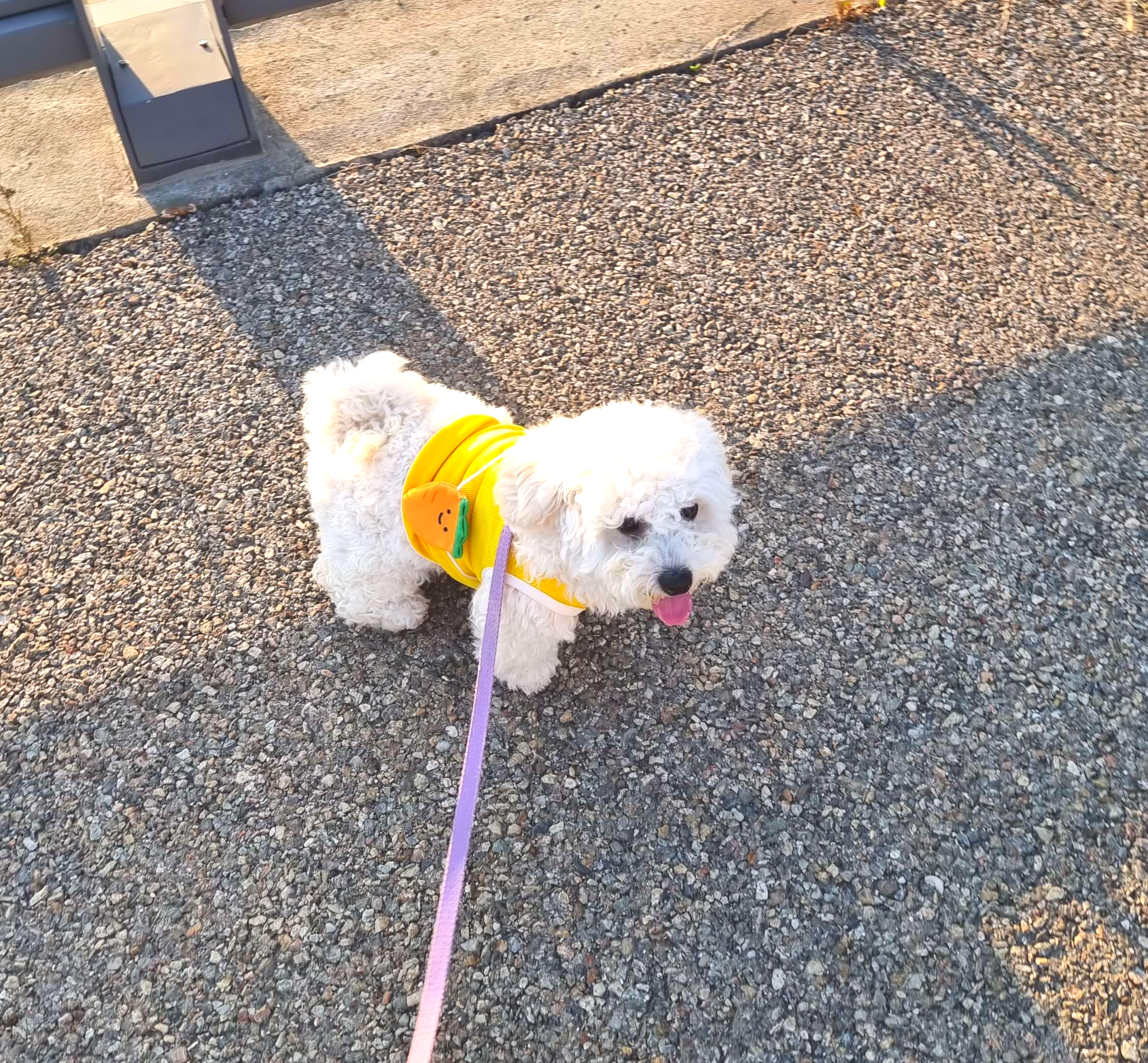 목줄로 산책중인 강아지