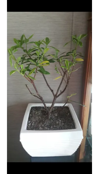 천리향 키우기와 향을 오래 유지하는 방법_9