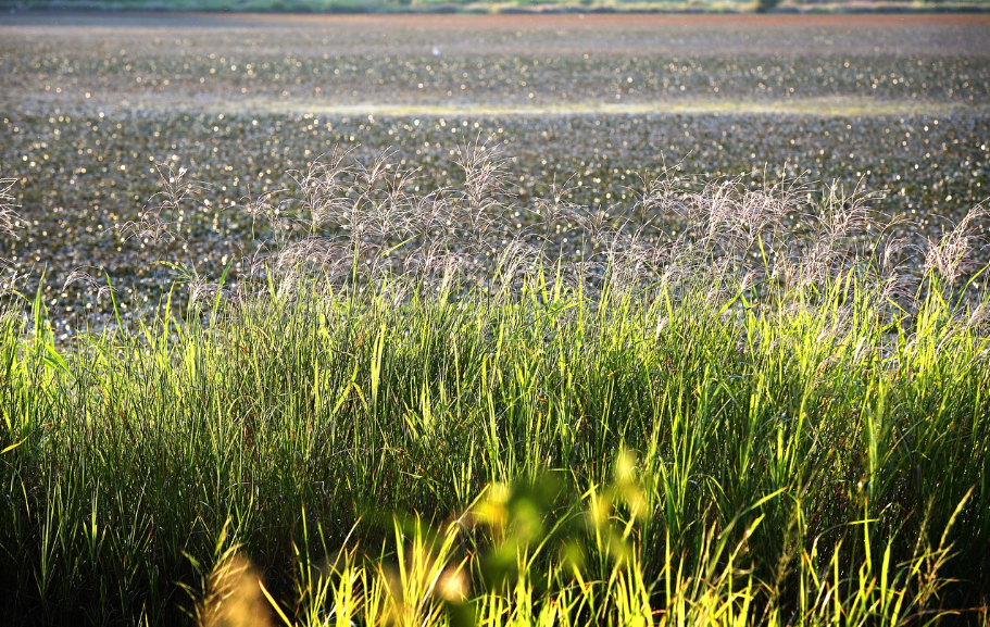 창녕 우포늪 사진