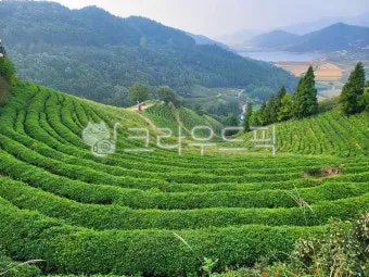 보성 녹차밭 대한다원 입장료 주차 코스 정보 총정리_17
