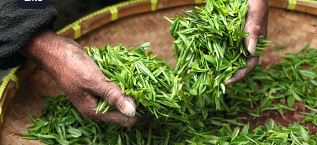 작두콩차 효능 부작용 끓이는법