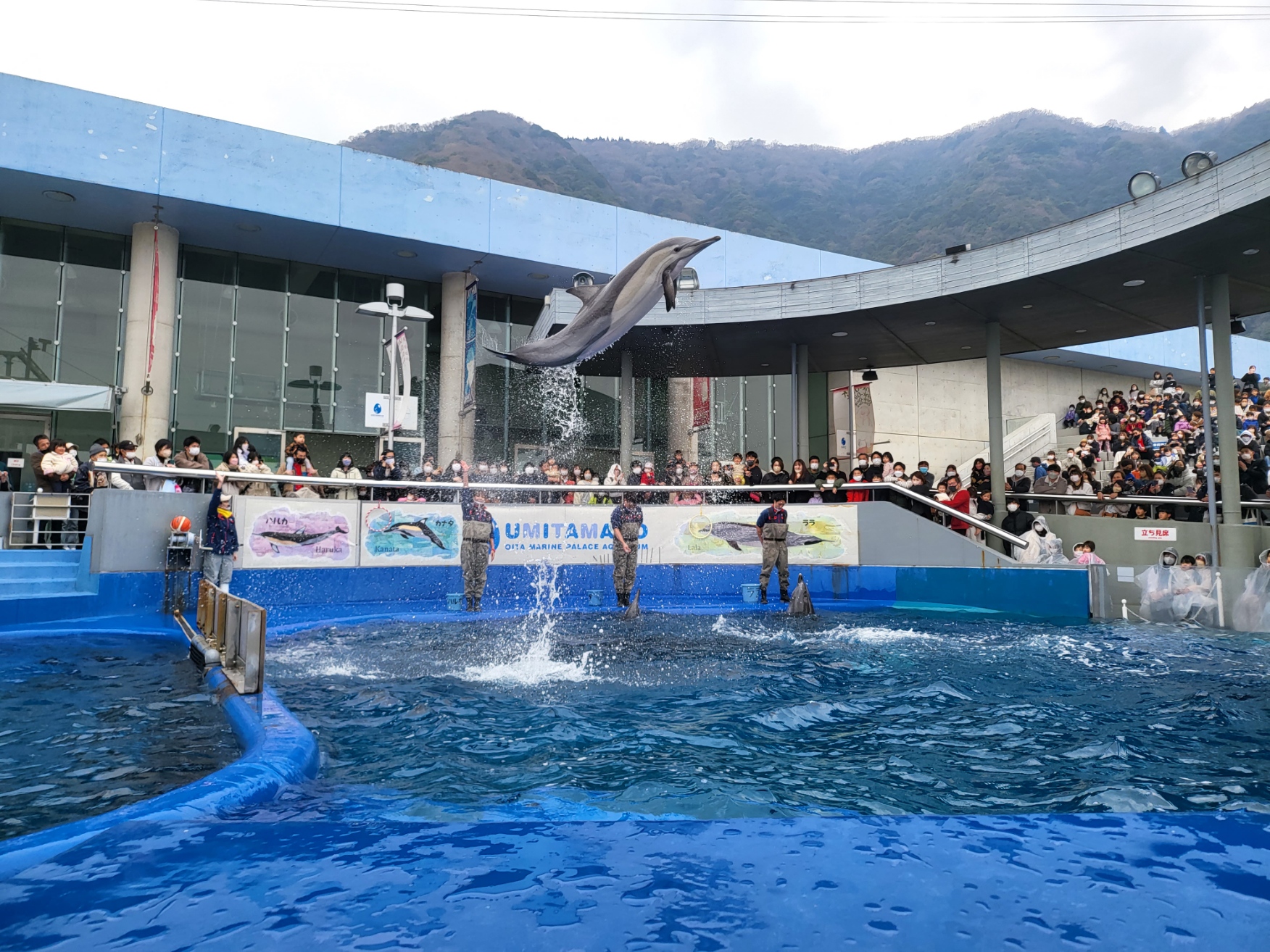 우미타마고 수족관 돌고래쇼 점프 퍼포먼스 사진