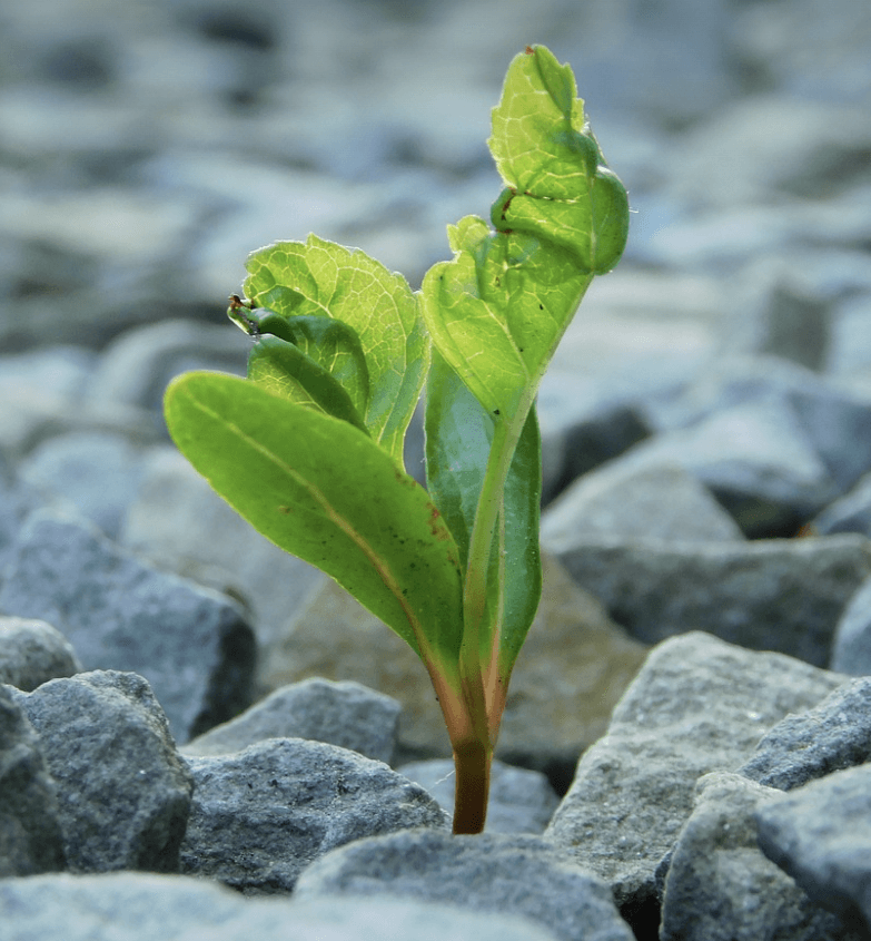 새 정부 정책 공약