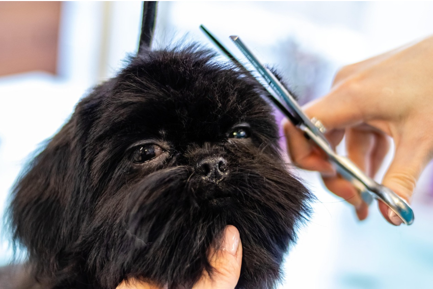 반려견의 건강관리 트렌드 미용 관련 이미지