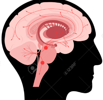 세로토닌이 뇌에서 퍼지고 있는 모습