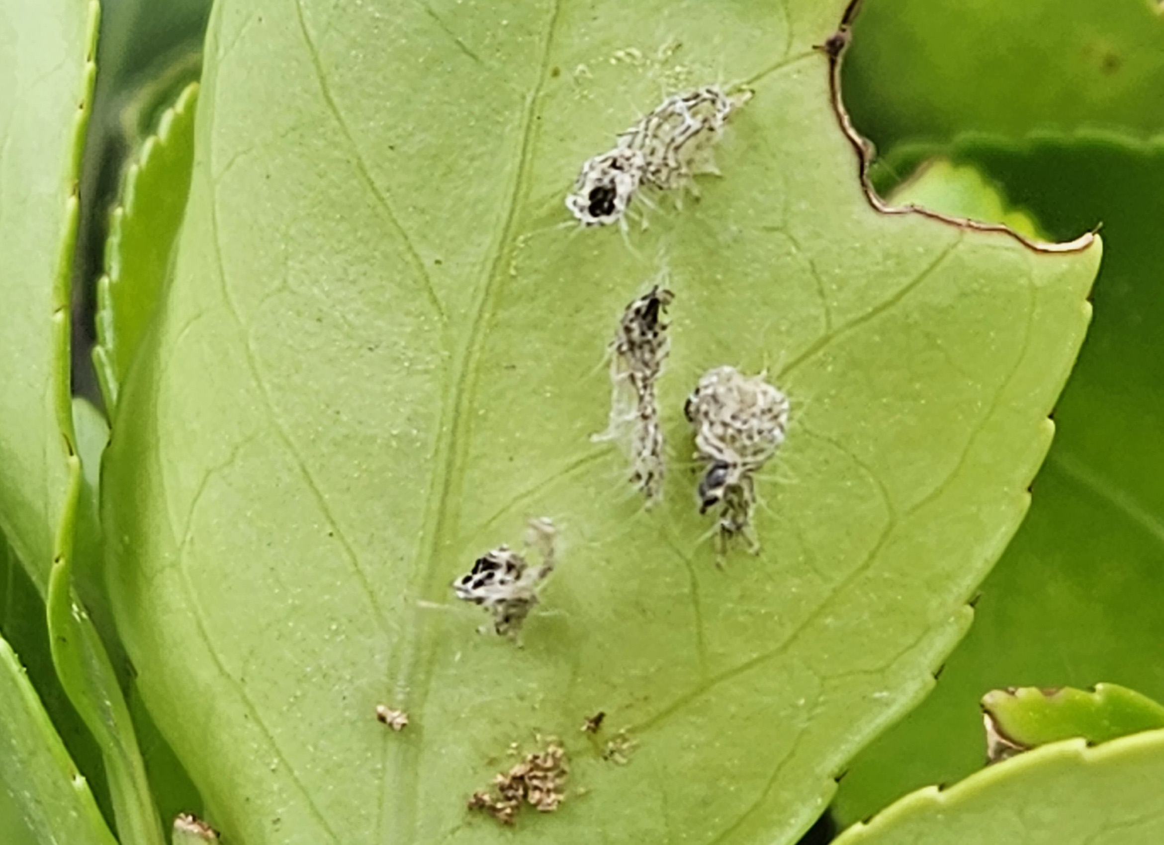 노랑털알락나방6