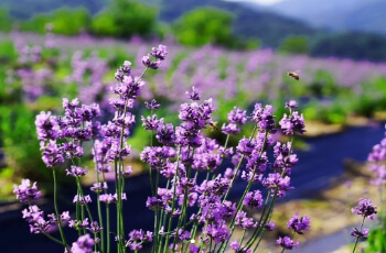허브아일랜드 라벤더 축제_3