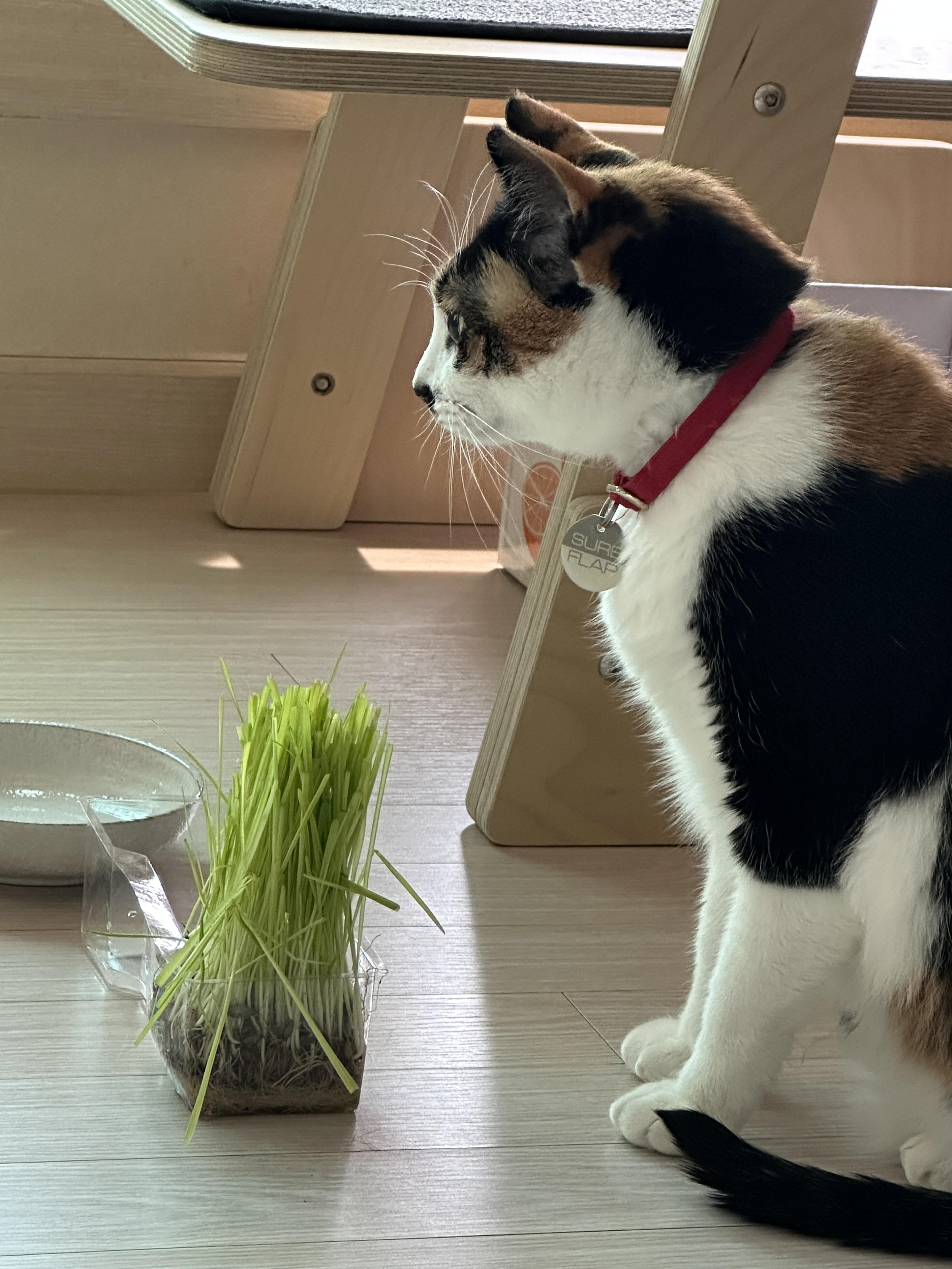 삼색이-고양이-다다의-캣글라스-먹방!