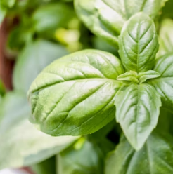 바질 효능 부작용 고르는법 요리 먹는 방법 허브