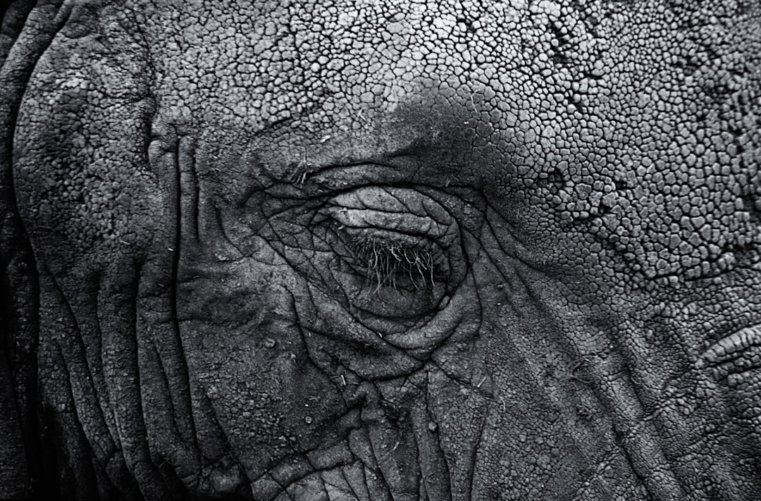 Wrinkles
