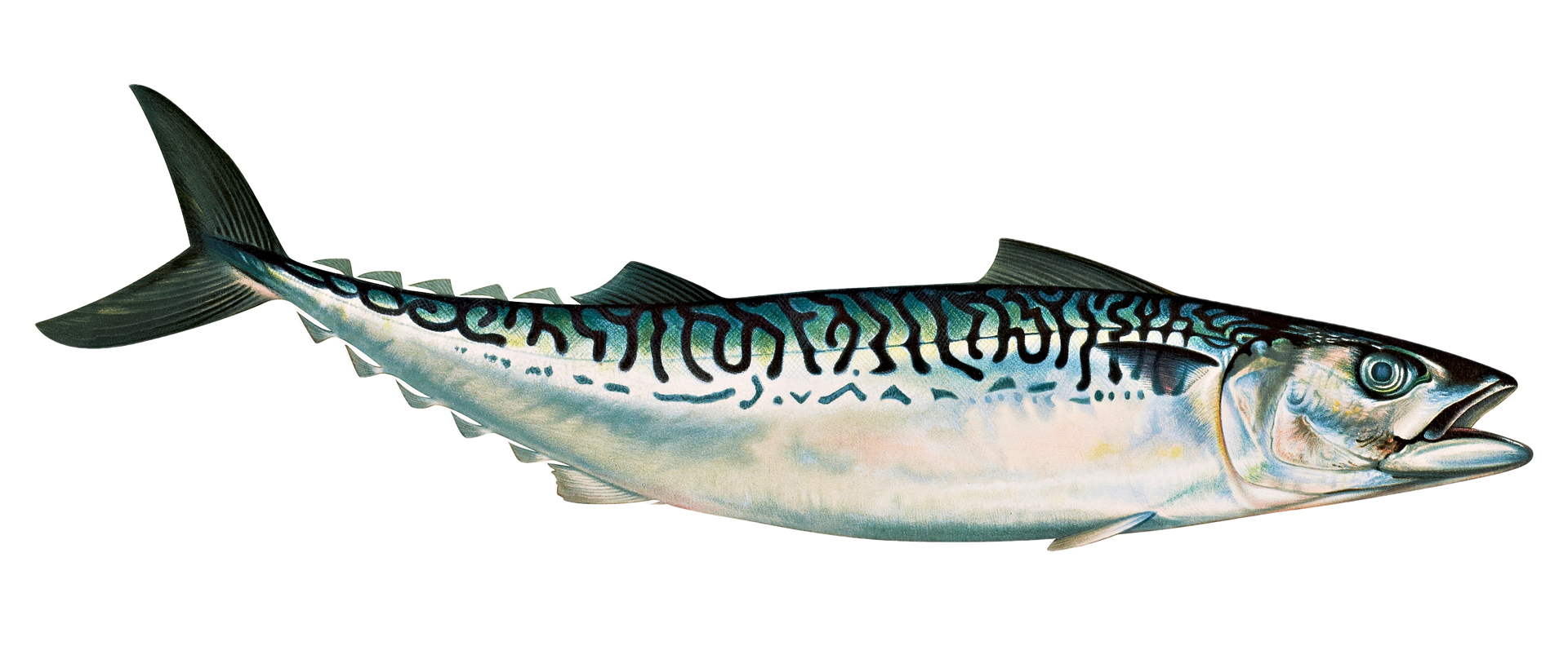 물결-무늬가-선명한-고등어