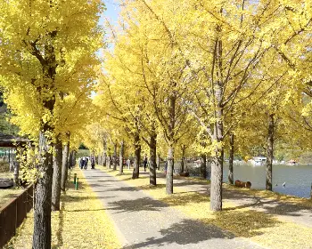 문광저수지 은행나무길_19