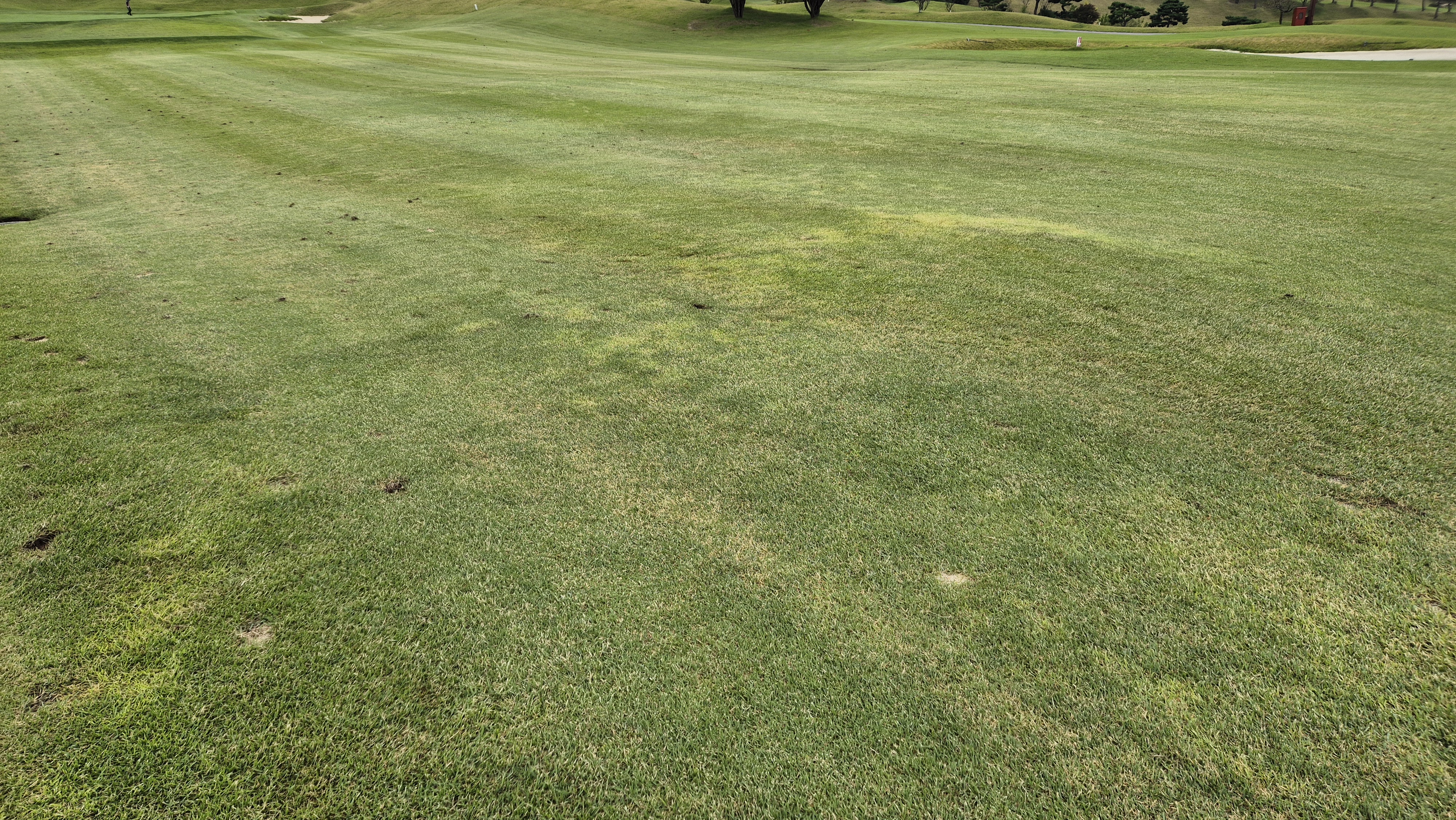 서산수cc 코스 관리 상태