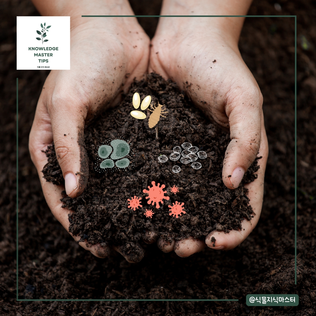 흙 소독의 중요성