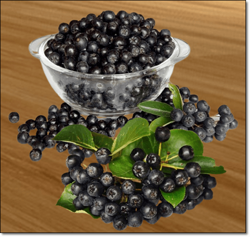 눈에좋은 아노니아 베리