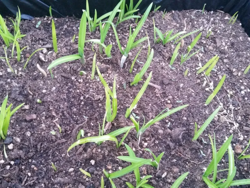 삼채 재배 모종 활착 통풍 확보 잎 수확 반복_2