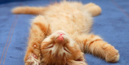 배를 내밀고 잠드는 새끼 고양이.