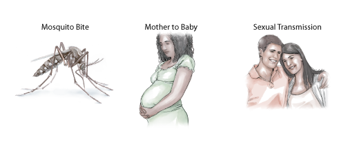 지카바이러스 감염경로