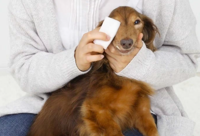 마사지 받는 개.