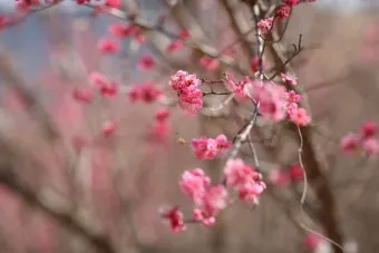 봄꽃 여행지 베스트10 벚꽃 유채 튤립 명소와 걷기 좋은 코스_12