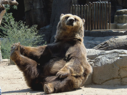 공영 동물원의 관람 동선과 서비스 자연친화적 배치, 유아 동선, 편의시설 중심 분석