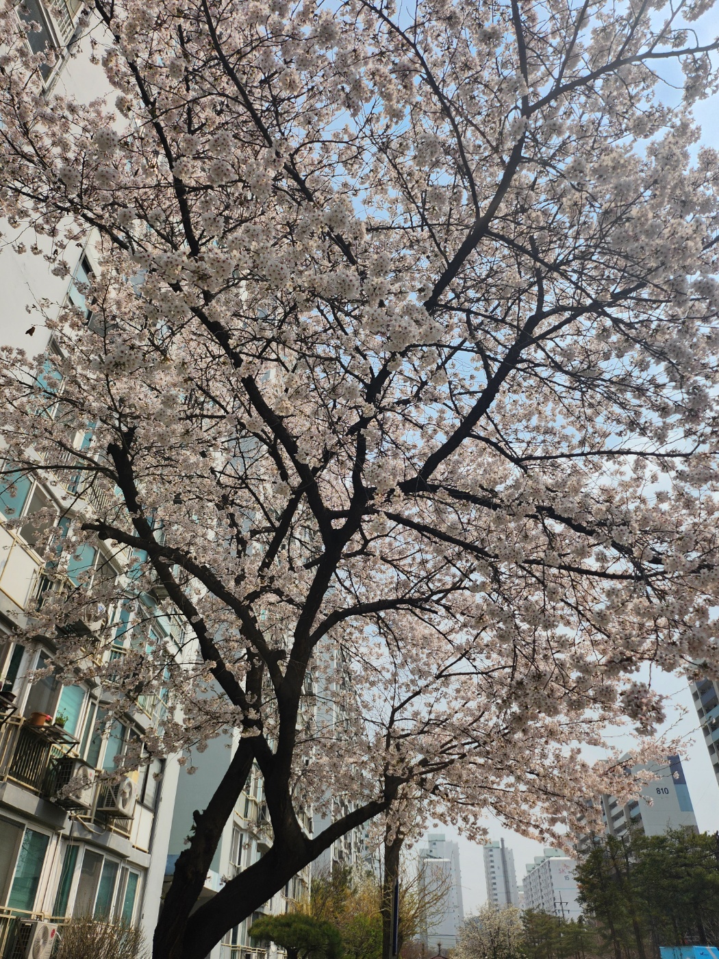 걸어가다 벚꽃이 눈부셔 사진을 찍어본다