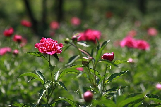 5월 작약꽃 피는 계절, 축제/효능/키우기/활용법