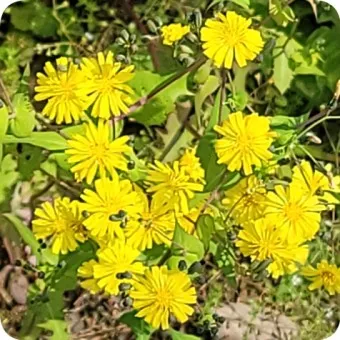 씀바귀 고들빼기 차이점 효능 비교_18