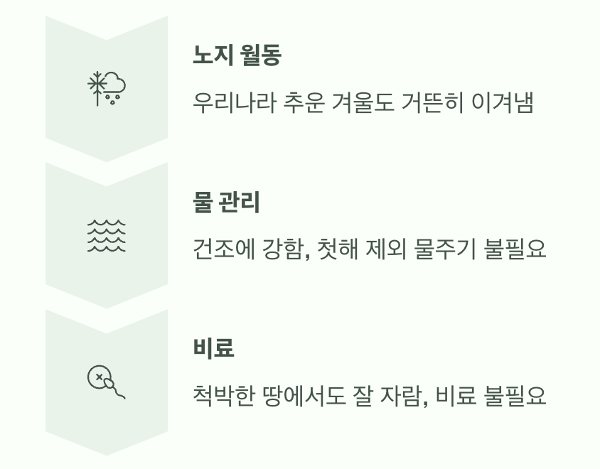 생명력 끝판왕, 특별한 관리가 필요 없어요