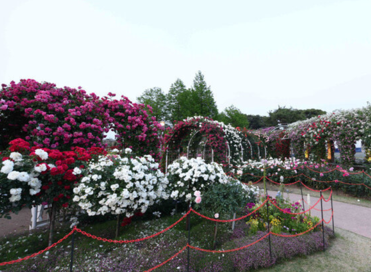 곡성 세계장미축제 개화상황