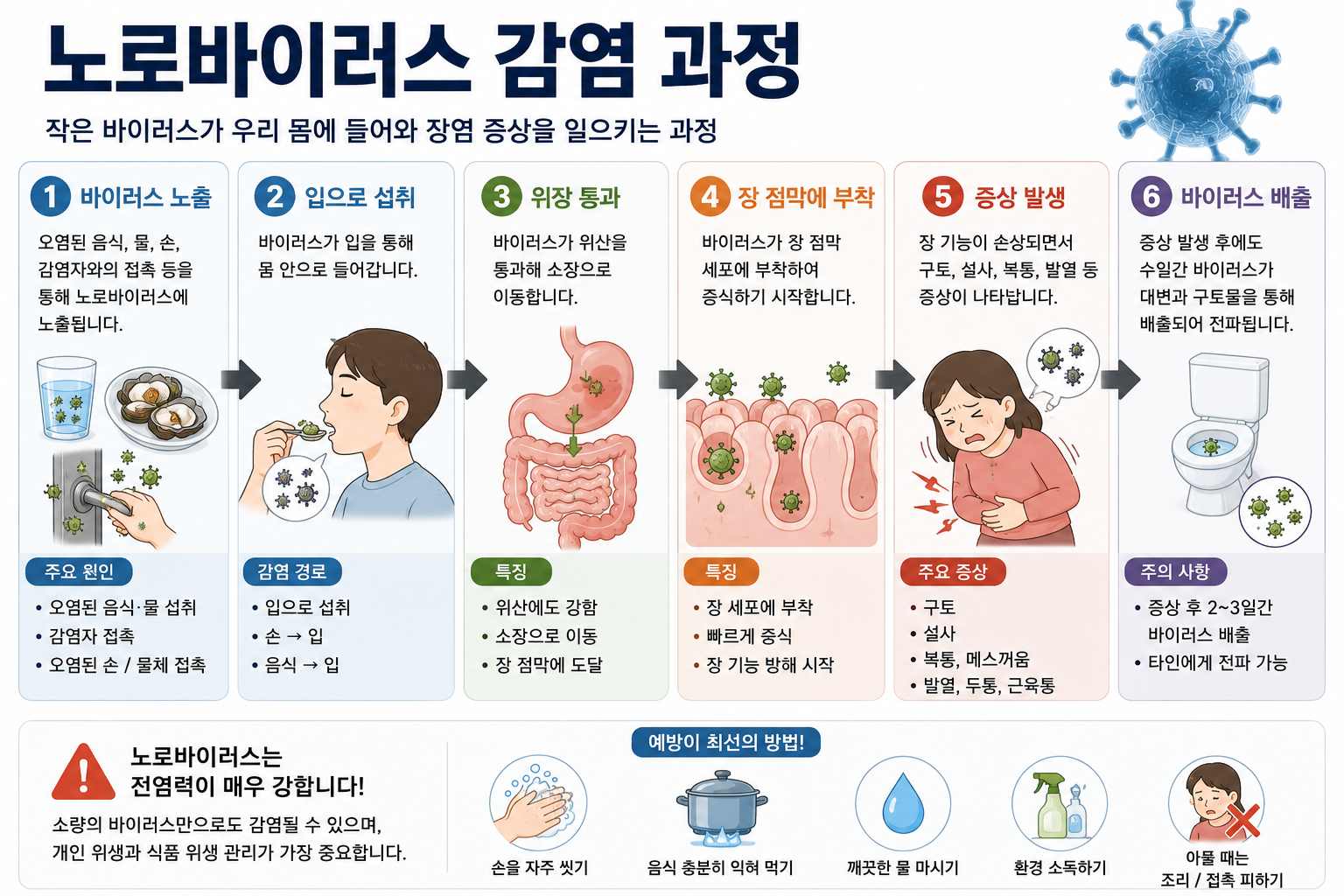 노로바이러스 감염 과정 이미지