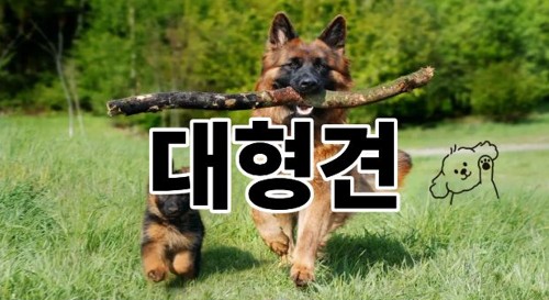 큰강아지