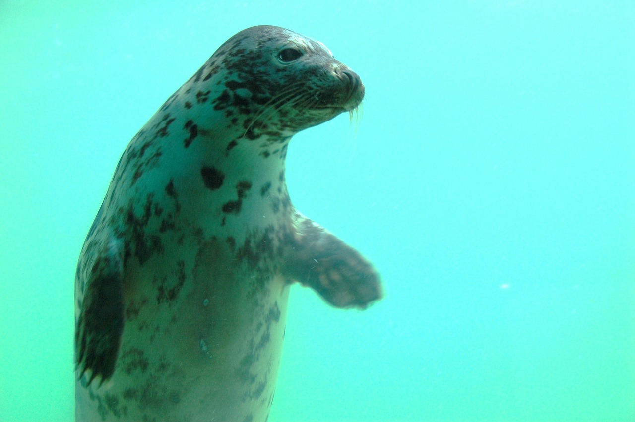 바다표범 관련 사진