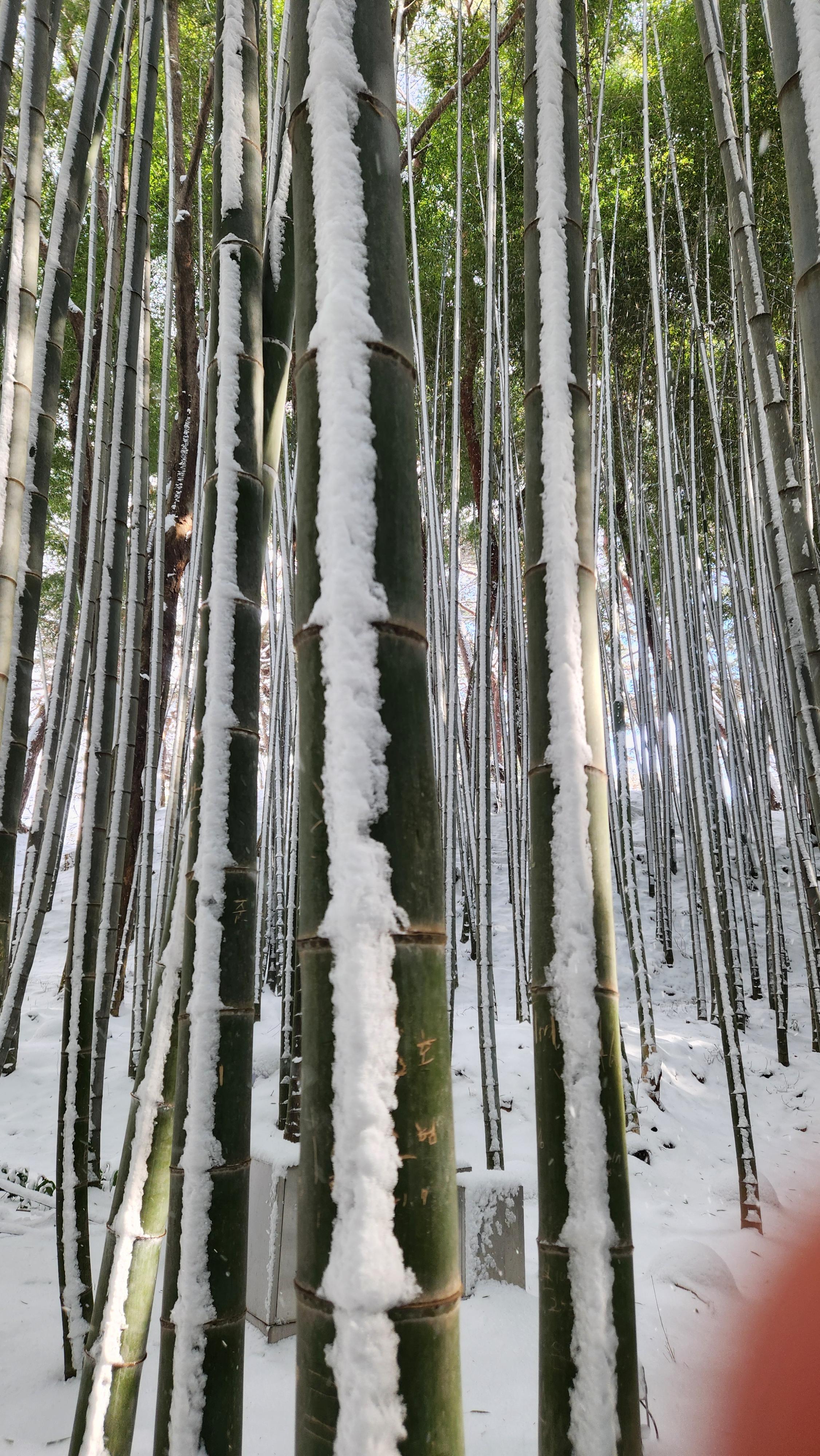 수직으로 눈이 쌓인 맹종죽림 대나무들