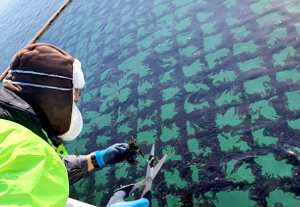 김 효능 영양성분