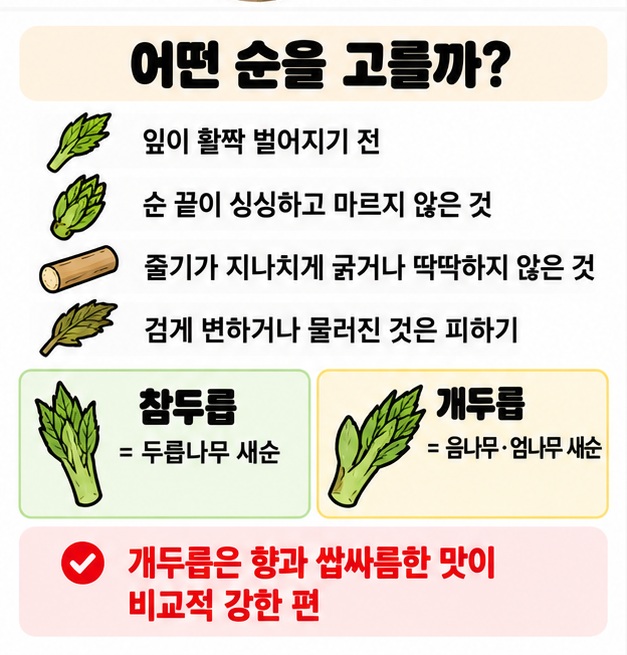 잎이 활짝 펴지기 전 연하고 싱싱한 엄나무순을 고르고 참두릅과 개두릅 차이를 보여주는 카드