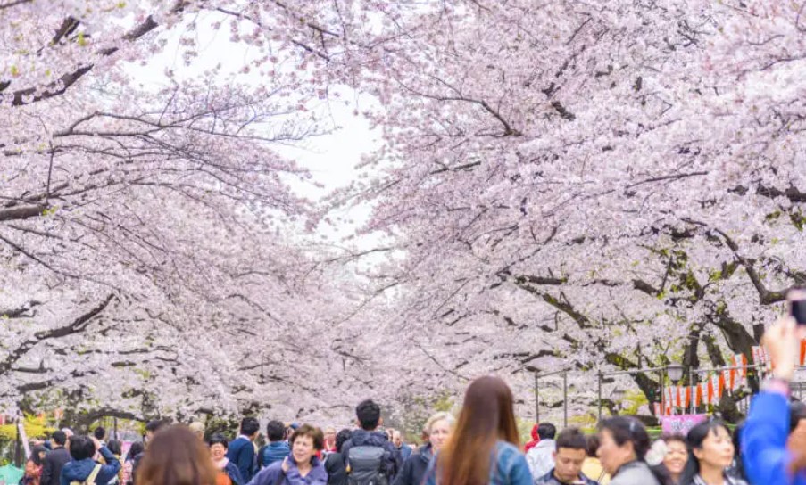 도쿄 봄 축제: 사쿠라 마츠리 벚꽃 축제