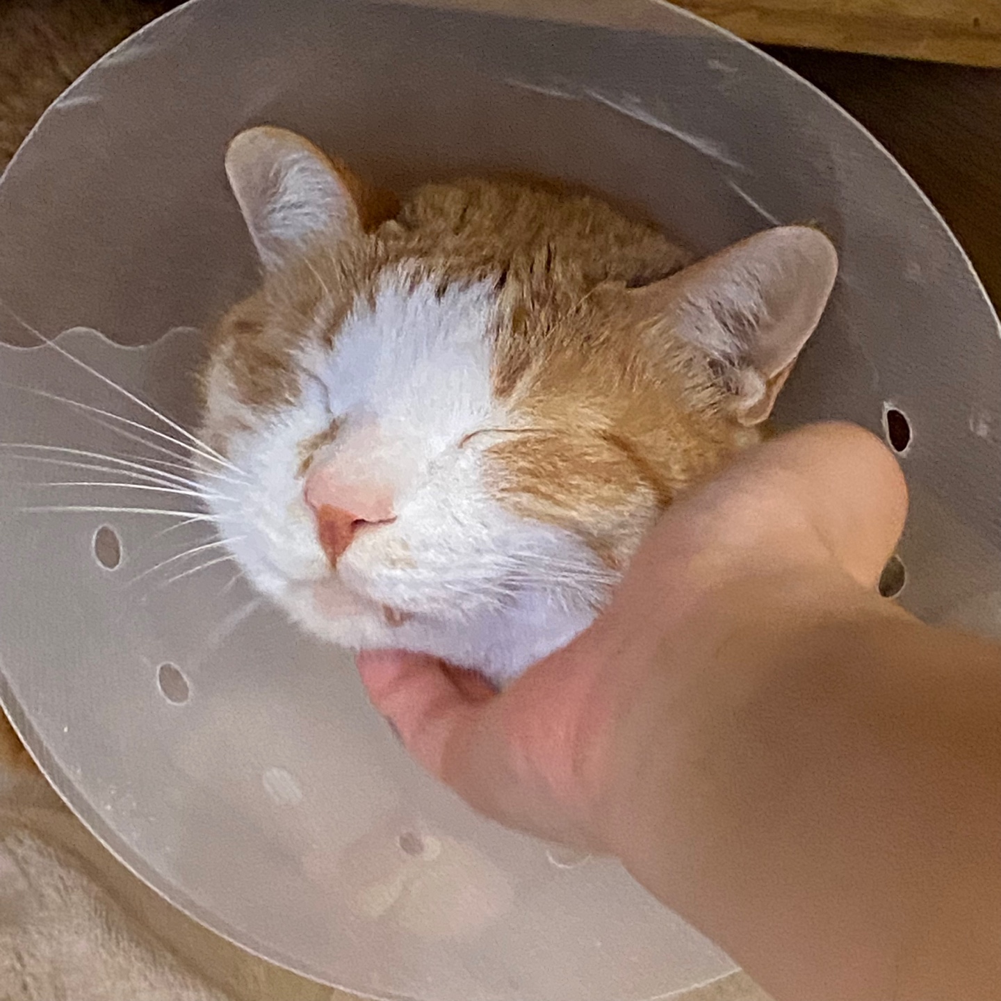 황달로_병원에_입원한_치즈냥이_호야_1