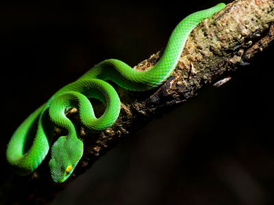 뱀꿈 로또 당첨 의미 꿈해몽 해석