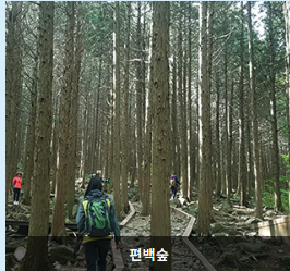 일림산 철쭉 축제 개화상황