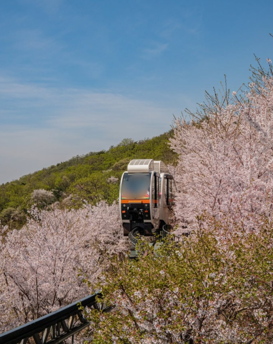 2025 화담숲 벚꽃 개화 시기 실시간 현황