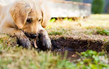 내부기생충용 구충제 종류 관련 사진