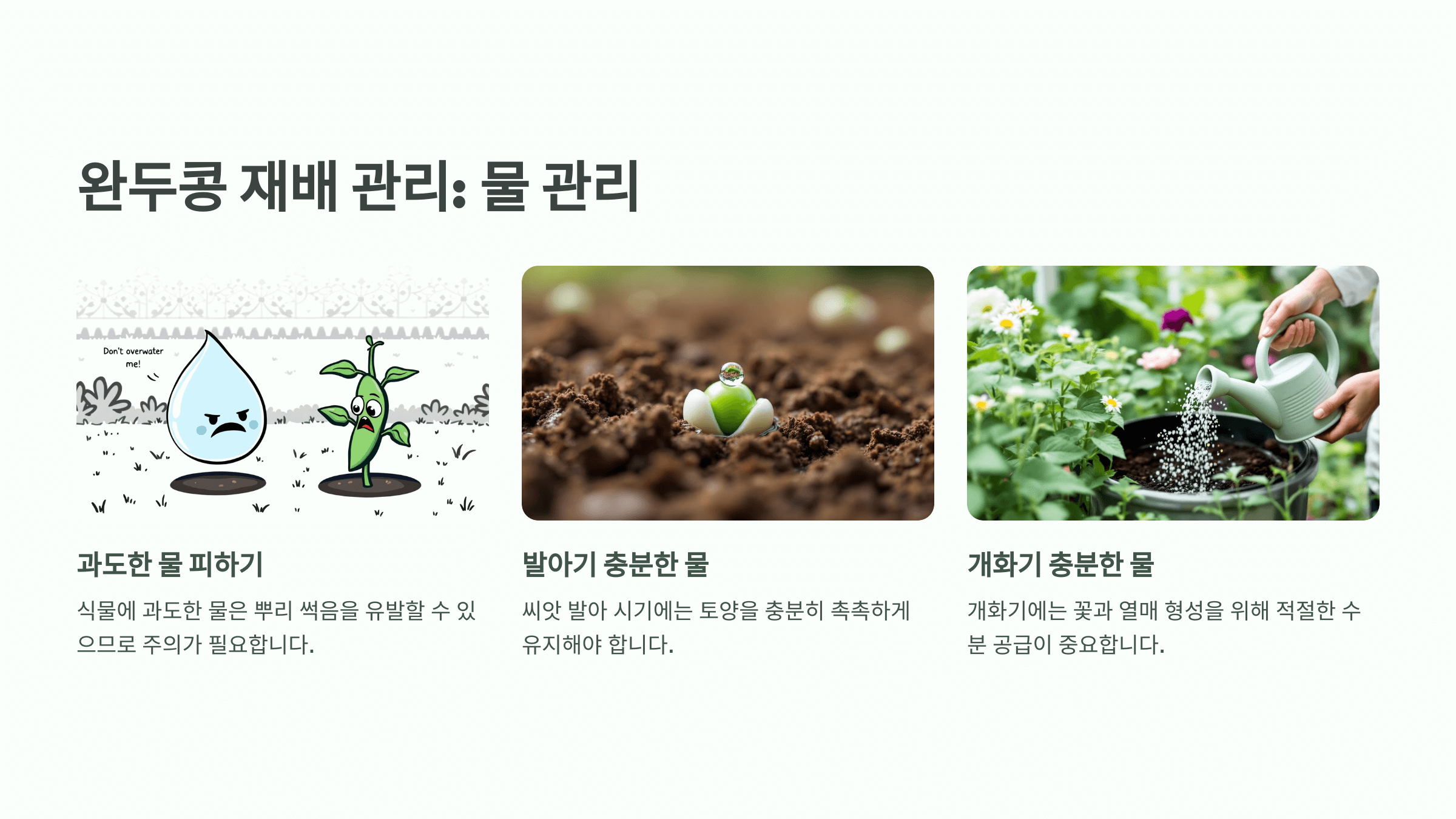 완두콩 사진입니다.